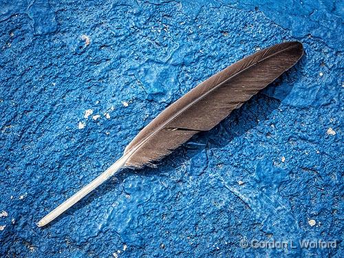 Fallen Feather_DSCF05237.jpg - Photographed at Smiths Falls, Ontario, Canada.